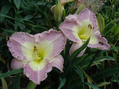 IMGP1115.JPG