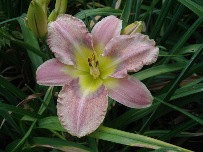 IMGP1104.JPG