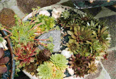 Sempervivumschale.jpg