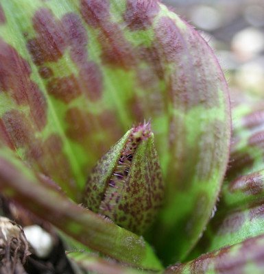 IMG_1235_eCypripedium.JPG