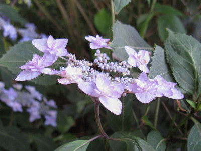 Miyama yae murasaki (Kopie).jpg
