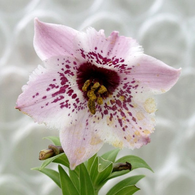 04270011_eNomocharis_aperta.JPG
