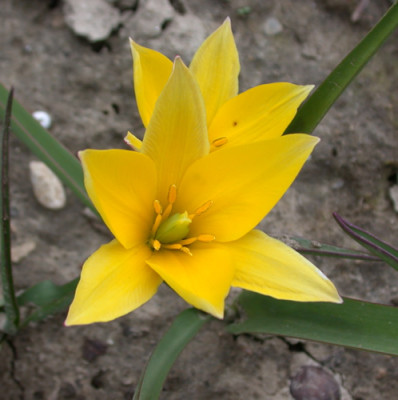 Wildtulpe_urumiensis_S_24829_92.jpg
