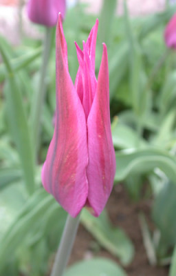 Lilienblutige_Tulpe_Burgundy_S4_25099_94.jpg