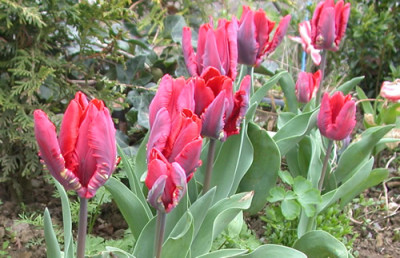 Papagei-Tulpe_Rococo_S5_25100_86.jpg