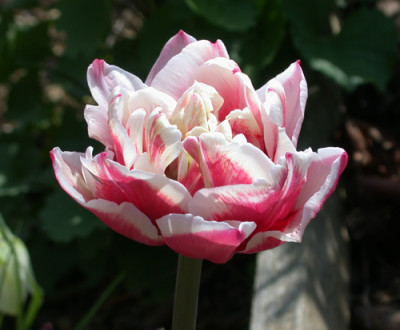 Tulpe_Gerbrand_Kieft_RH_24865_94.jpg