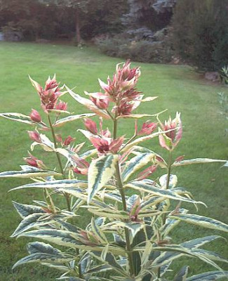 Phlox_Harlequin.jpg
