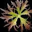 Ligularia_Blatt_bearbeitet_klein.jpg