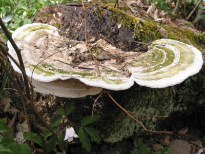 PILZ_I.jpg