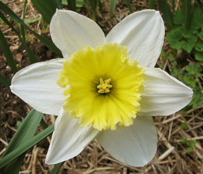 Narzisse18.04.06_027.jpg