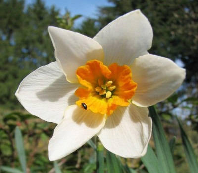 Narzisse23.04.06_010.jpg