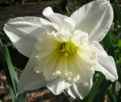Narzisse23.04.06_021.jpg