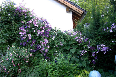 Cl.vit.Tango u.Etoille Violett0407.jpg