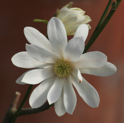 Magnolie-April-01.jpg