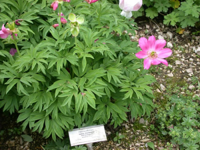 P.officinalis_ssp._microcarpa_Wadenswil.jpg