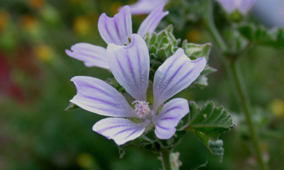 Lavatera_cretica_f.jpg