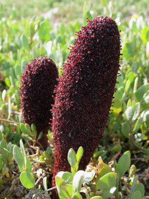 Fungo_di_Malta_o_Cynomorium_coccineum_f.jpg