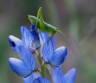 Lupinus_angustifolius_e_cavalletta_f.jpg