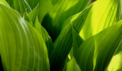 Hosta-1.jpg