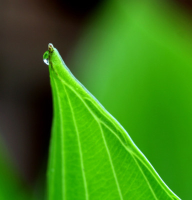 Hosta-4.jpg