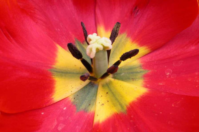 Tulpenmandala1.jpg