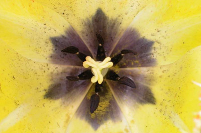 Tulpenmandala2.jpg