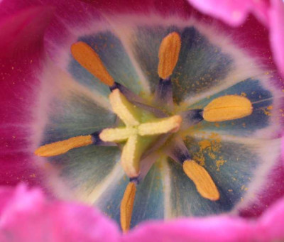 Tulpenmandala3.jpg