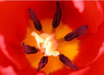 Tulpenmandala4.jpg