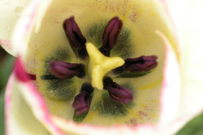 Tulpenmandala5.jpg