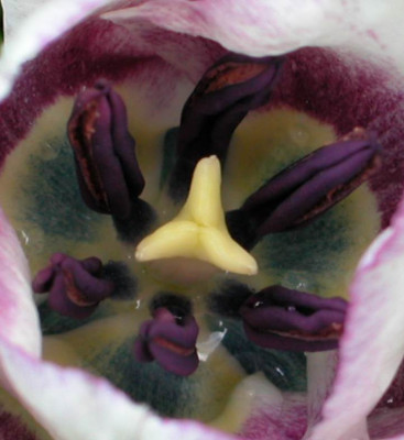 Tulpenmandala6.jpg