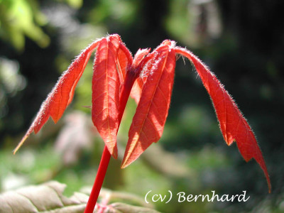 acer_griseum_junge_blaetter.jpg