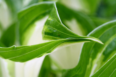 Hosta-5.jpg
