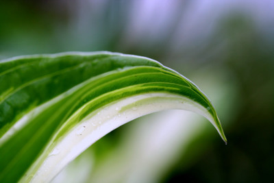 Hosta-6.jpg