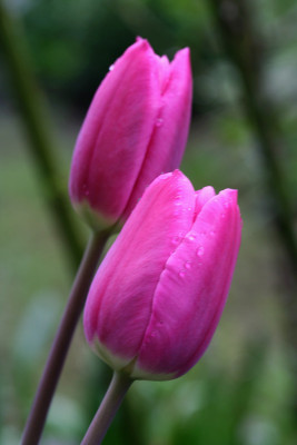 Tulpenzwillinge.jpg
