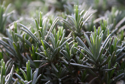 Lavandula-angustifolia.jpg