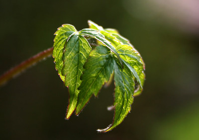 Clematis-alpina.jpg