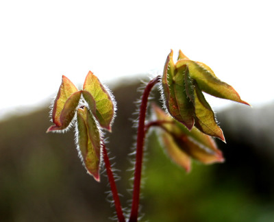 Epimedium-1.jpg