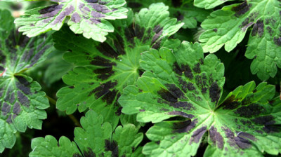 Geranium-phaeum.jpg