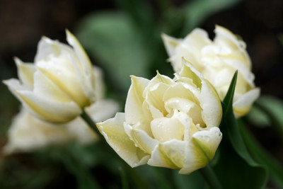 Tulpen-wei-2.jpg
