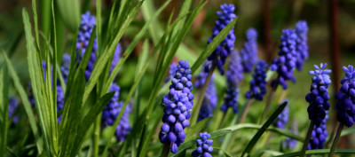 Muscari.jpg