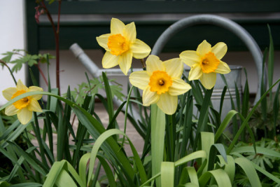 Fruhlingsgarten-1.jpg