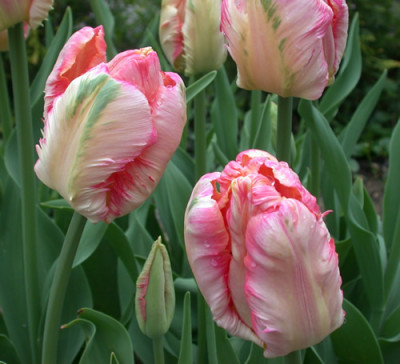 Papagei-Tulpe_Apricot_Parrot_S3_25204_89.jpg