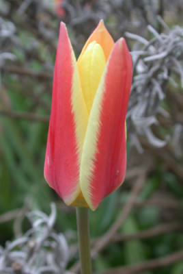 Wildtulpe_kaufmanniana_S1_25221_94.jpg
