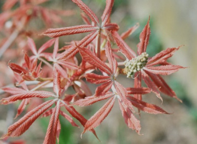 Aesculus_x_neglectus_Erythroblastos.jpg