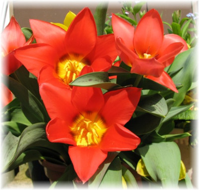 Tulpen28.04.06_015.jpg