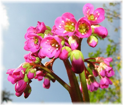 Blumen28.04.06_020.jpg