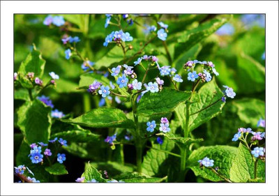 Brunnera_2_23-04-2006.jpg