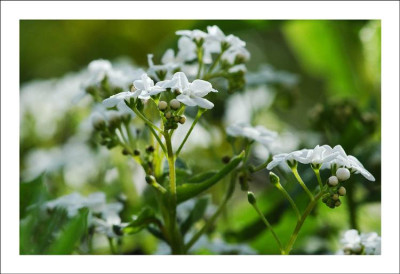 Brunnera_1_23-04-2006.jpg