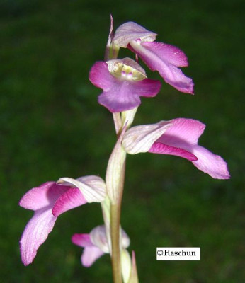 S._lingua_x_Comperia_2005.JPG