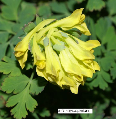 C._nigro-apiculata_2006.JPG